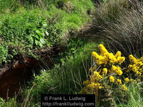 Spring in Glenfarne